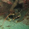 Le homard du bout de la cale